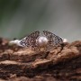 Srebrna bransoletka z perłą i złotem 18K